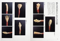 実践 むきもの教本(見本)